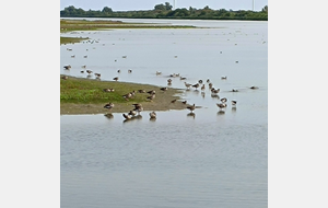 Canards, poules d'eau, oies, ....